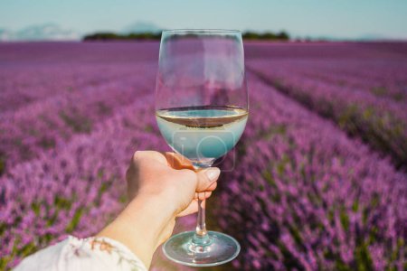 Photo for Female hand with white wine glass on a Lavender fields background in Provence, France. Countryside summer landscape, Europe. Lines of purple flowers. - Royalty Free Image