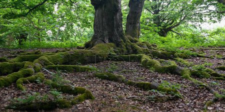 Foto de Raíces cubiertas de musgo de haya (Fagus sylvatica), en Hutewald Halloh, cerca del Parque Natural Kellerwald-Edersee, Hesse, Alemania - Imagen libre de derechos