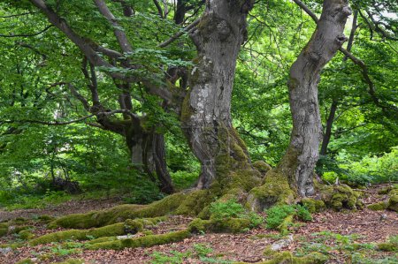Foto de Viejos árboles nudosos con raíces cubiertas de musgo en el Hutewald Halloh cerca del Parque Natural de Kellerwald en el Edersee, Hesse, Alemania - Imagen libre de derechos