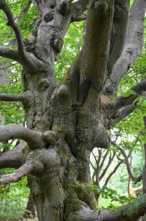 Foto de Tubers and branches on an old gnarled tree trees in the Hutewald Halloh, near the Kellerwald-Edersee, Hesse, Germany - Imagen libre de derechos