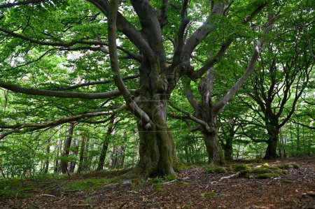 Téléchargez les photos : Vieux arbres noueux dans le Hutewald Halloh, près de la Kellerwald-Edersee, Hesse, Allemagne - en image libre de droit