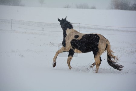 Photo for A horse gallops in the pasture in winter, with a lot of snow and blizzard - Royalty Free Image
