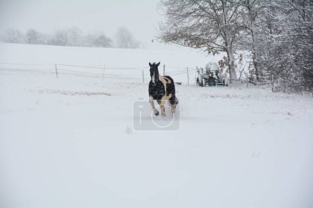 Photo for A horse gallops in the pasture in winter, with a lot of snow and blizzard - Royalty Free Image