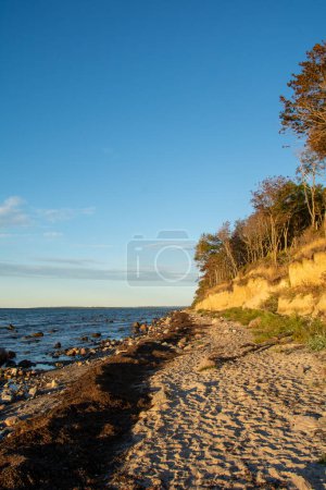 Photo for Steep coast at the black bush with sea and blue sky, on the island of Poel on the Baltic Sea, Germany - Royalty Free Image