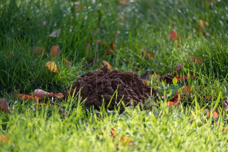Foto de Un molehill fresco en la hierba verde en otoño - Imagen libre de derechos