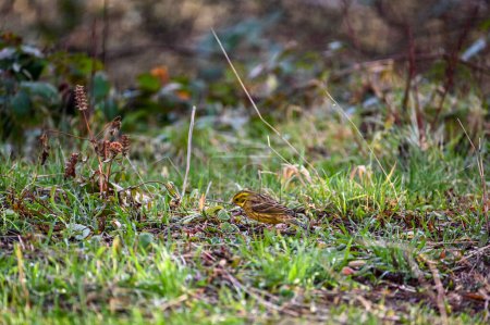 Foto de Un ave Yellowhammer (Emberiza citrinella) alimentándose en un césped en un jardín - Imagen libre de derechos