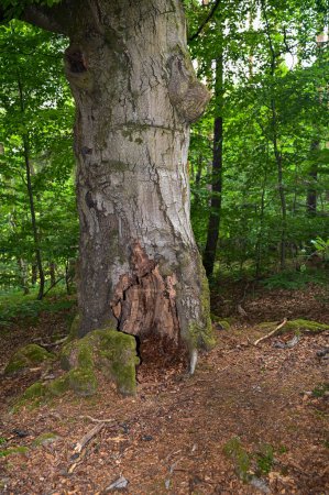 Foto de Viejos árboles nudosos con raíces cubiertas de musgo en el Hutewald Halloh cerca del Parque Natural de Kellerwald en el Edersee, Hesse, Alemania - Imagen libre de derechos