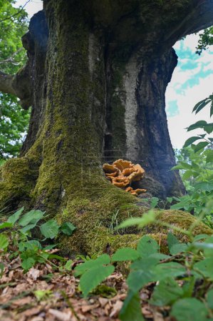 Foto de Sulfur Poly ( Laetiporus sulphureus ) on a old tree - Imagen libre de derechos