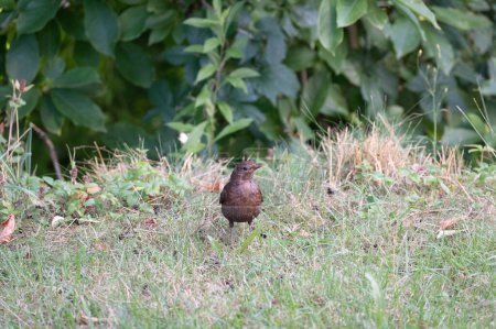 Photo for A female blackbird ( Turdus merula ) stands in a meadow in the wild - Royalty Free Image