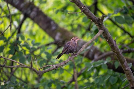 Téléchargez les photos : A female blackbird ( Turdus merula ) perches on a branch in a tree in the wild - en image libre de droit