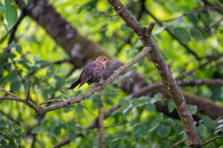 Photo for A female blackbird ( Turdus merula ) perches on a branch in a tree in the wild - Royalty Free Image
