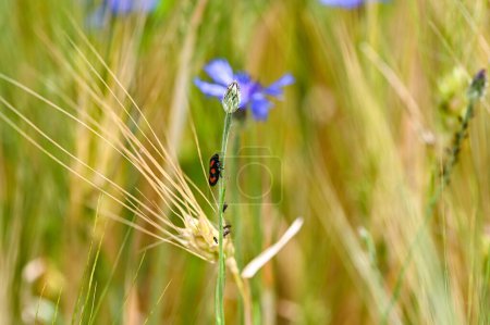 Photo for A leafhopper (Cercopidae) perches on a blue cornflower in a cornfield with aphids on the flower stalk - Royalty Free Image