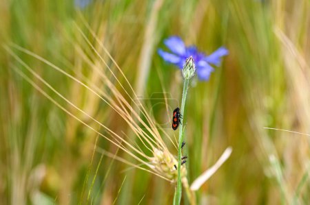 Photo for A leafhopper (Cercopidae) perches on a blue cornflower in a cornfield with aphids on the flower stalk - Royalty Free Image