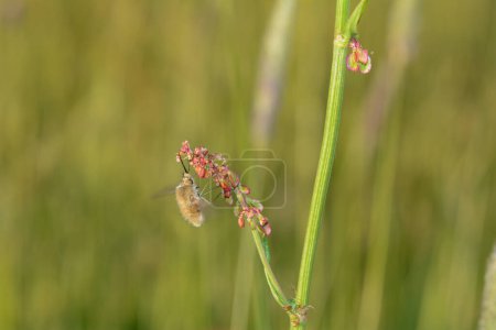 Photo for A large woolen slider  ( Bombylius major )  on plant in nature - Royalty Free Image