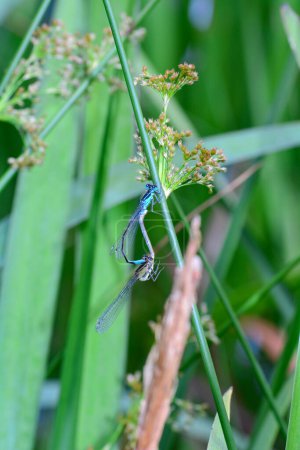 Photo for Two feather dragonflies ( Platycnemis pennipes ) mating on a blade of grass - Royalty Free Image
