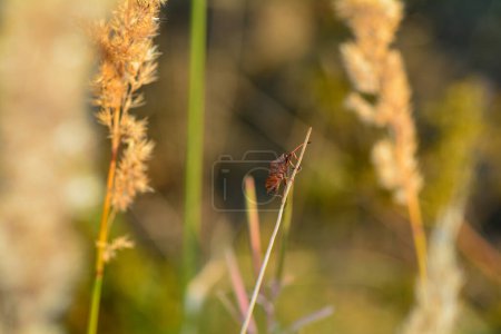 Photo for Large brown shield  bug on a straw  in nature - Royalty Free Image