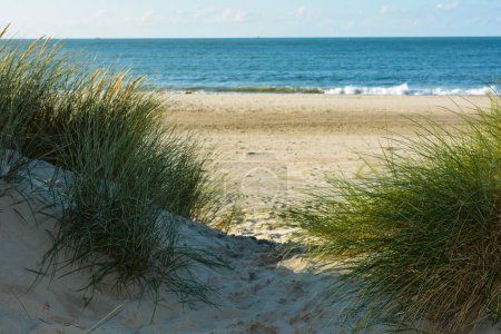Blick durch Strandhafer auf einer Düne auf das Meer an der Nordseeküste in den Niederlanden