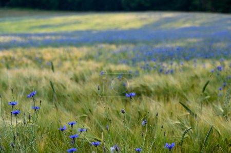Grain field with many blue cornflowers  ( Centaurea cyanus )