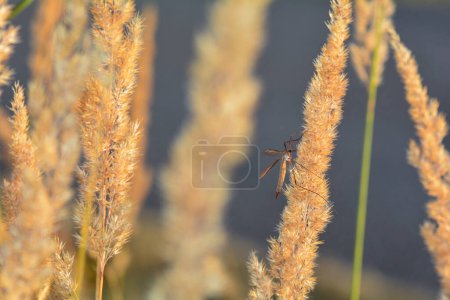 Photo for Big cranefly  ( Tipulidae )  in the sunlight on a plant - Royalty Free Image