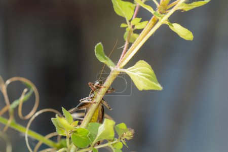Foto de Grillo de arbusto común (Pholidoptera griseoaptera) desde abajo con vientre amarillo en una planta - Imagen libre de derechos