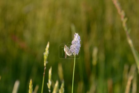 Photo for A large woolen slider  ( Bombylius major )  on plant in nature - Royalty Free Image