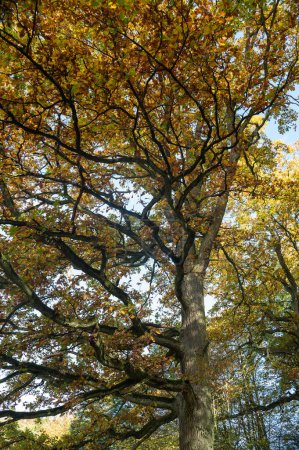 Photo for Big tree with autumn foliage with sky - Royalty Free Image