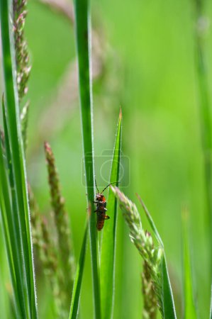 Photo for A soldier beetle ( Cantharidae ) on a blade of grass in green nature - Royalty Free Image