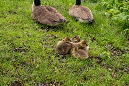 Foto de Familia de Gansos de Canadá (Branta canadensis), goslings acurrucados con hermanos en hierba verde en la naturaleza - Imagen libre de derechos