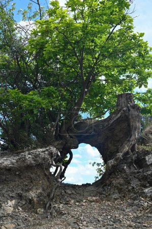 Téléchargez les photos : Racines d'un arbre avec une ouverture et une vue sur le ciel bleu - en image libre de droit