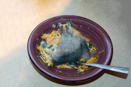 Photo for Moldy food with a fork on a plate - Royalty Free Image