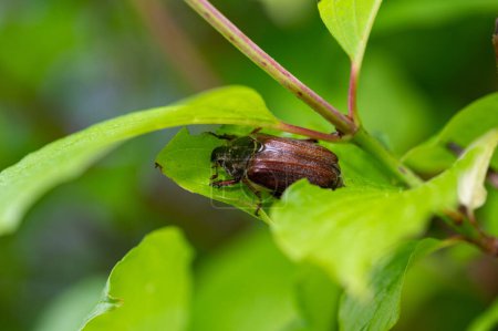Photo for A cockchafer (Melolontha) perches on a green leaf in a tree - Royalty Free Image