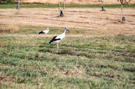 White stork  ( Ciconia ciconia ) stands on a green meadow