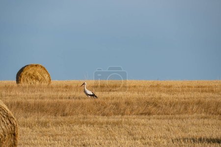 A white stork ( Ciconia ciconia ) stands between hay bale in a harvested field with a blue sky