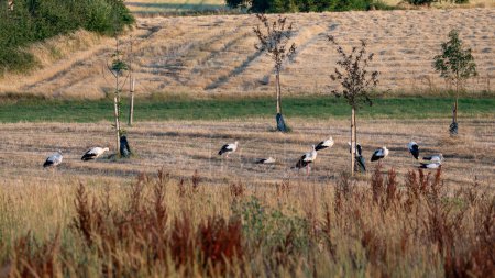 Many white storks ( Ciconia ciconia ) gather in a green meadow towards evening and preen themselves