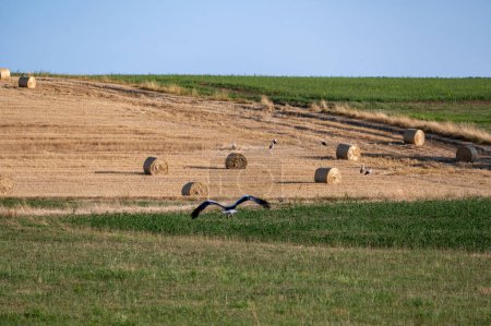 Téléchargez les photos : Cigognes blanches (Ciconia ciconia) entre balles de foin dans un champ récolté au ciel bleu - en image libre de droit