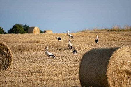 White storks ( Ciconia ciconia ) between hay bales in a harvested field with blue sky