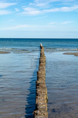Photo for Wooden groynes in the still sea, on the Baltic Sea coast with blue sky - Royalty Free Image