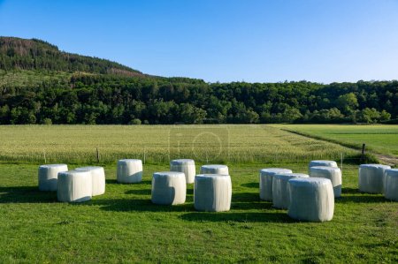 Téléchargez les photos : Ballots d'ensilage sur une prairie verte au soleil - en image libre de droit