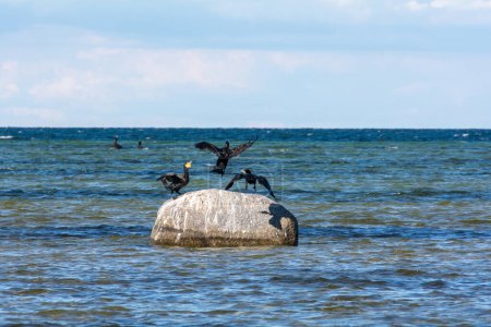 Photo for Cormorant birds ( Phalacrocoracidae ) sitting on a large stone on the Baltic Sea coast on the island of Poel near Timmendorf, Germany - Royalty Free Image