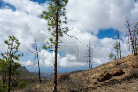 Téléchargez les photos : Pin des Canaries (Pinus canariensis) sur une montagne de l'île de Gran Canaria en Espagne, avec ciel bleu et nuages - en image libre de droit