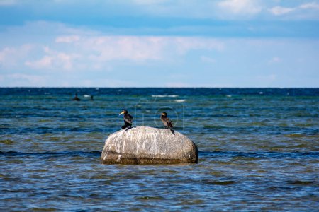 Photo for Cormorant birds ( Phalacrocoracidae ) sitting on a large stone on the Baltic Sea coast on the island of Poel near Timmendorf, Germany - Royalty Free Image