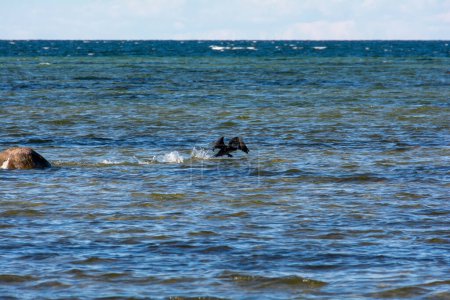 L'oiseau cormoran (Phalacrocoracidae) vole sur la côte de la mer Baltique sur l'île de Poel près de Timmendorf, en Allemagne