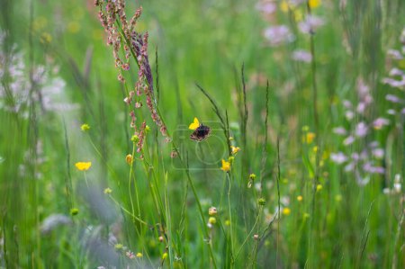 Una mariposa se sienta en una planta en un prado verde