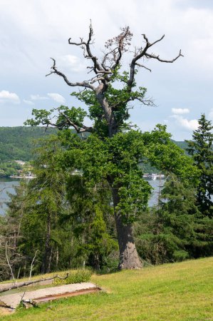 View of the Lake  Edersee with a tree, blue sky and clouds, Hesse, Germany