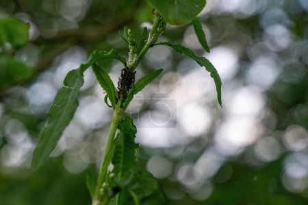 Ants and many aphids on a plant in green nature