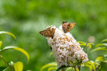 Butterfly "Emperor Mantle" (Argynnis paphia) on white buddleia in green nature