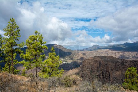 Pin des Canaries (Pinus canariensis) sur une montagne de l'île de Gran Canaria en Espagne