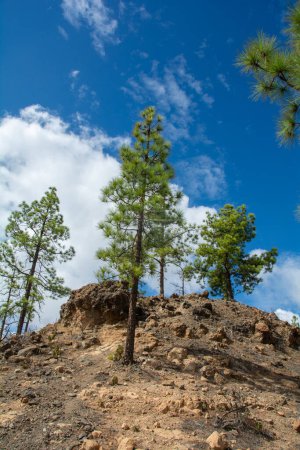 Kanarische Kiefer (Pinus canariensis) auf einem Berg auf der Insel Gran Canaria in Spanien, mit blauem Himmel und Wolken