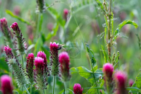 Biene auf rosa Blüte in grüner Natur