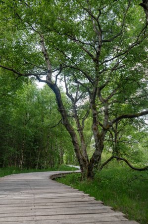 Schwarzes Moor in der Rhön, Bayern, Deutschland, mit Baum und neuem Moorweg